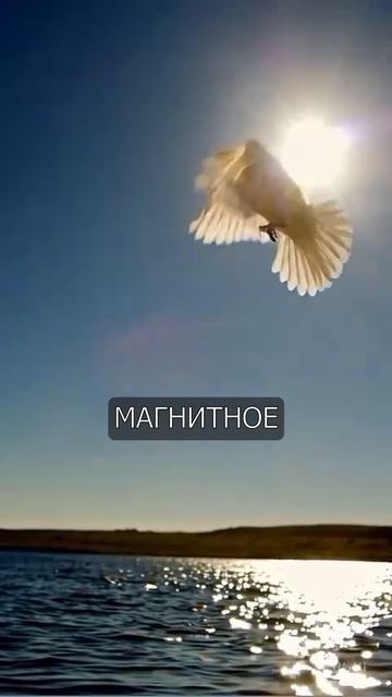 Голубь помнит твое лицо! 🐦🧠 #shorts #животные #факты #голубь #природа #юмор #интересно