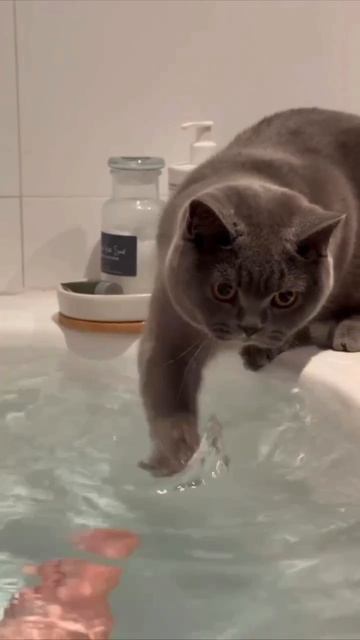 Видео от Tom and Сats / Кот на карте