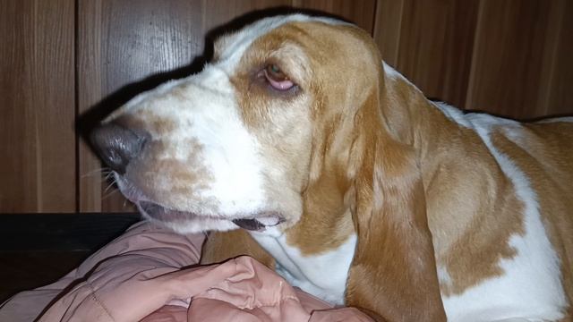 Бассет: МУКБАНГ СОБАЧИЙ 🐶 ХодЮТ тут ВСЯКИЕ, ЧАВКАТЬ 🤣🤣🤣 МЕШАЮТ...