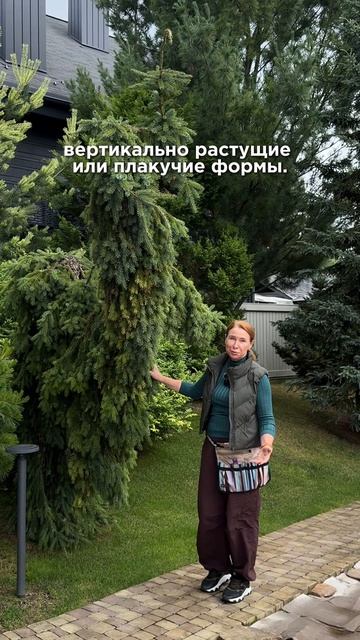 Хвойные для маленьких садов