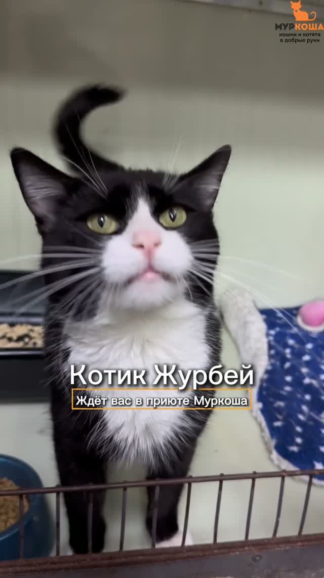 Журбей ждёт вас в приюте #Муркоша
