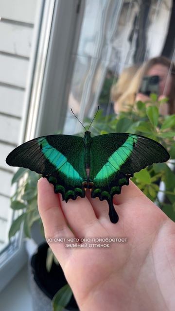 Парусник Паллинур🦋