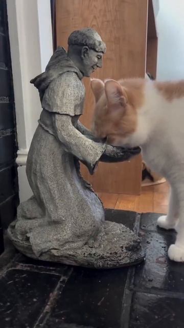 Видео от Tom and Сats / Кот на карте