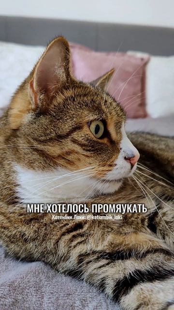 Когда только умылся, а тебя решили погладить😄