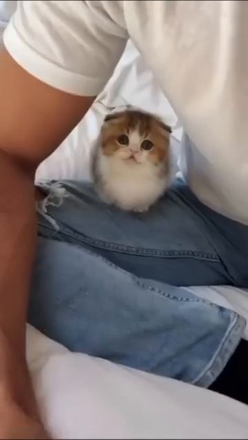 Видео от Tom and Сats / Кот на карте