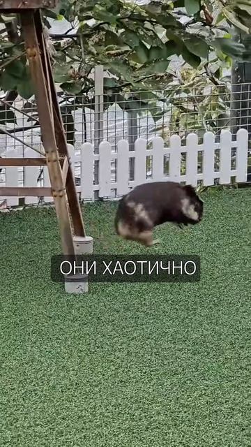 Что происходит с морской свинкой, когда она счастлива? 🐹🍿 #shorts #животные