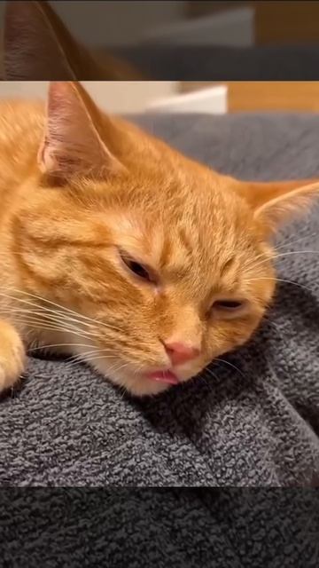 Видео от Tom and Сats / Кот на карте
