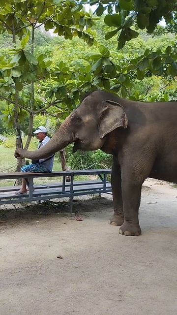 Добрый Витя и слониха Лена 🐘