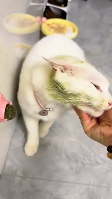 Коты и мята