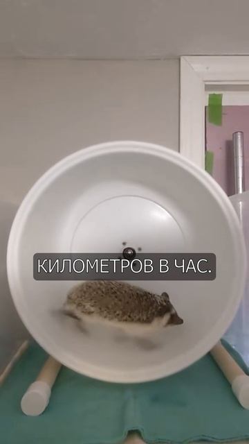 Почему ежики ТАК громко топают по ночам? 🦔🏎️ #shorts #животные #факты #ежик #природа #юмор