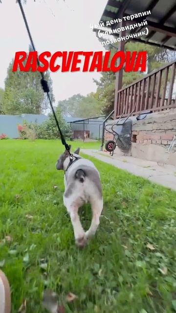 Клиновидный позвоночник у французского бульдога#rascvetalova #vocal#французскийбульдог #клиновидный