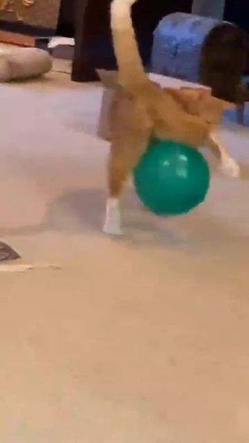 Видео от Tom and Сats / Кот на карте