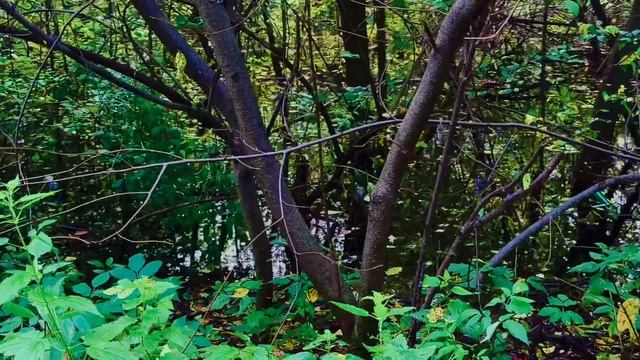 Лесные новости, 🌾🌲🌼🌱🕊️🕊️🕊️🦋🦋🦋🦋🦋🦋🏞️🏞️🌳🌲, у Некрасовского моста