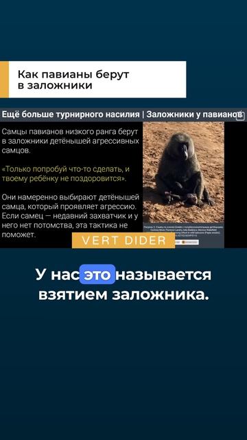 Как павианы берут в заложники