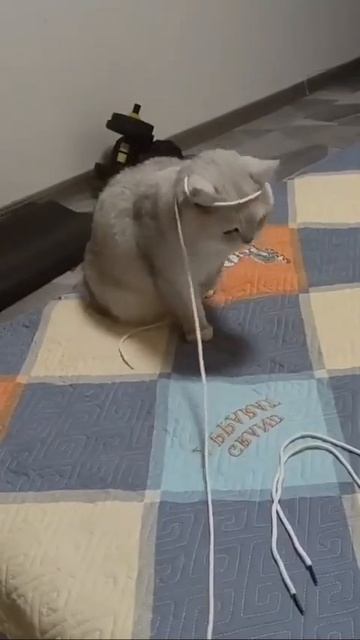 Котейки чудят