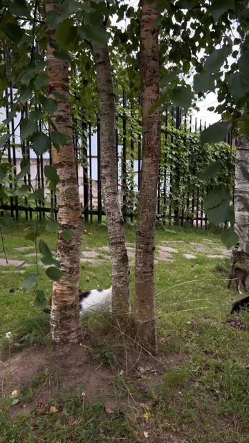 Обычный понедельник моих любимых животных 🐈🐈🤍Лето маленькая жизнь 💚