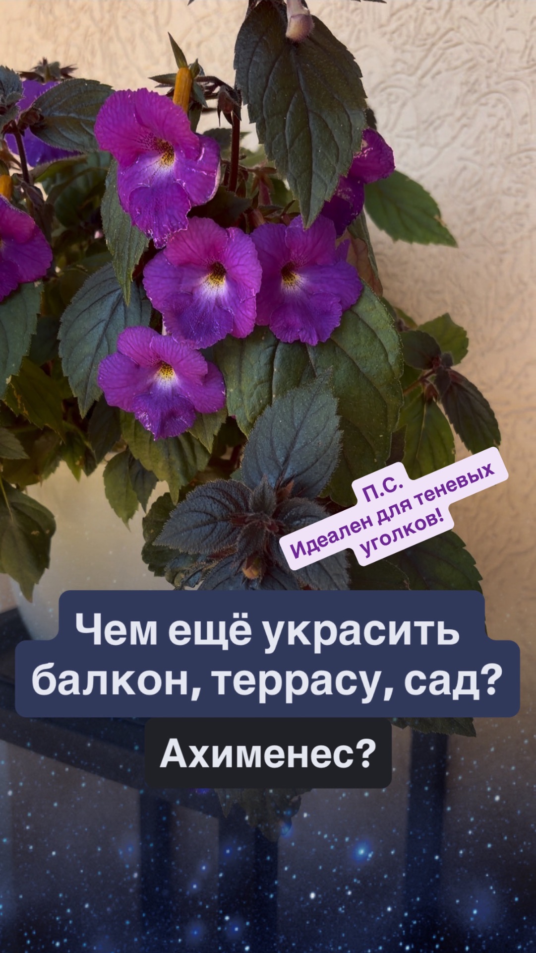 Идеальное решение для крашения теневых уголков сада, балкона и террасы - Ахименес