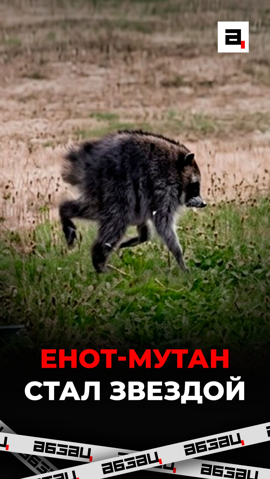 Енот-мутант