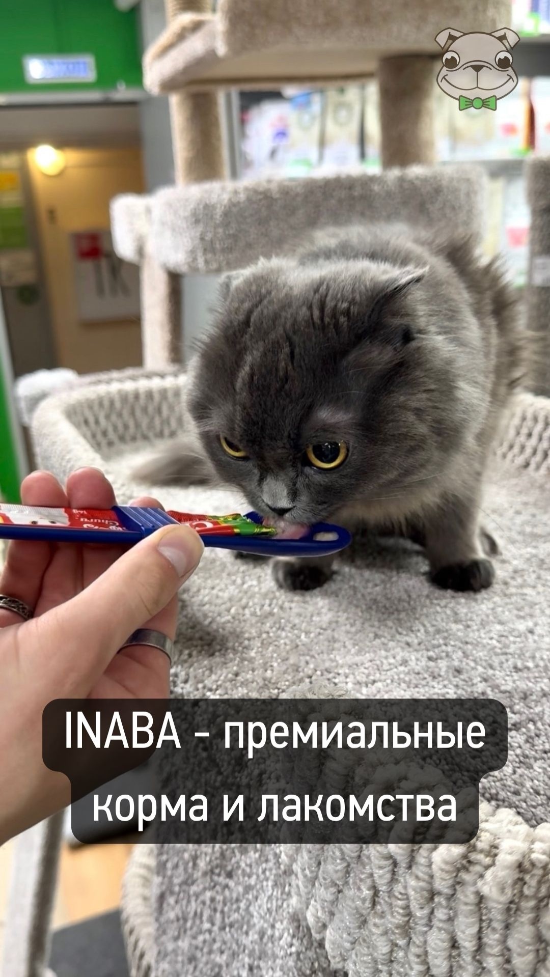 Лакомства: Inaba - премиальные лакомства и корма | «Мистер Гав» Челябинск #shorts