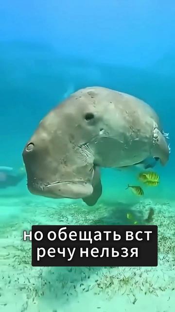 Абу-Даббаб: где в Египте увидеть морских черепах почти у самого берега