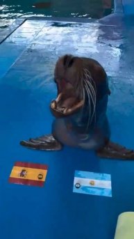 Seal of approval for Spain! sello de aprobación viva España!