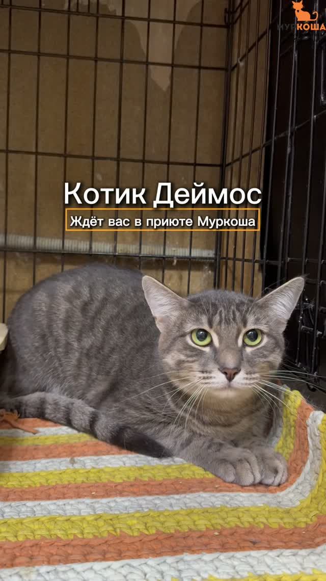 Деймос ждёт вас в приюте #Муркоша