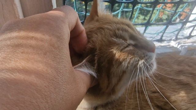 МИССИ ЛЕЖИТ И ОТДЫХАЕТ😺❣️🙏👍