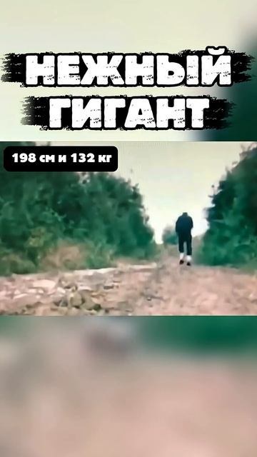 Самый крупный лыжник по прозвищу Нежный Гигант #shorts #спорт #лыжныегонки