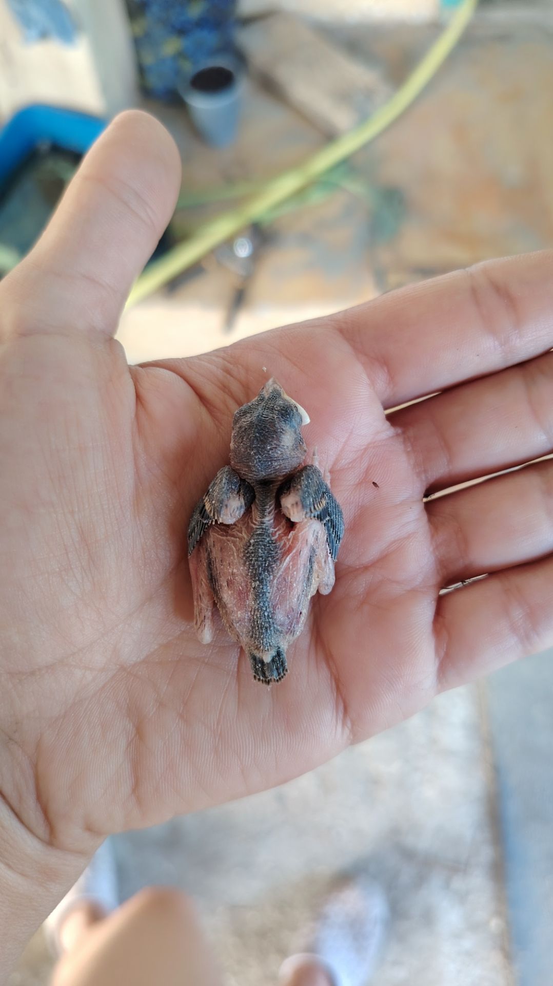 Кошка нашла птенчика