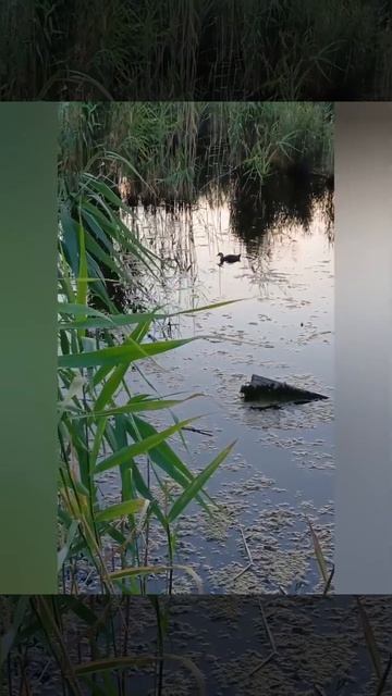 Гуляющую по Волгограду птицу из Африки вернули в природу