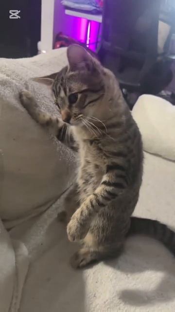 Мяу-мяу 😺❤️