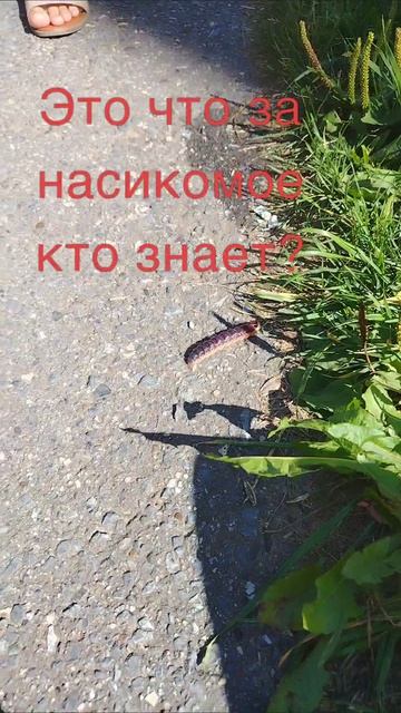 Насикомое