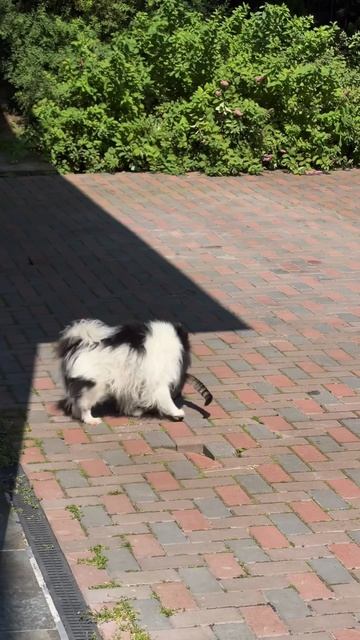 Веселые игры продолжаются между Тобби и Люсей 😂🐶🐈