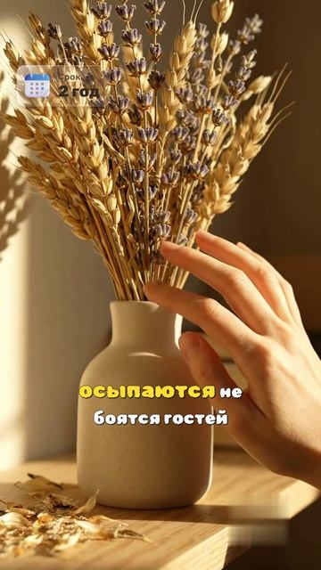 Декор для посуточной аренды без ухода — сухоцветы всегда как с фото