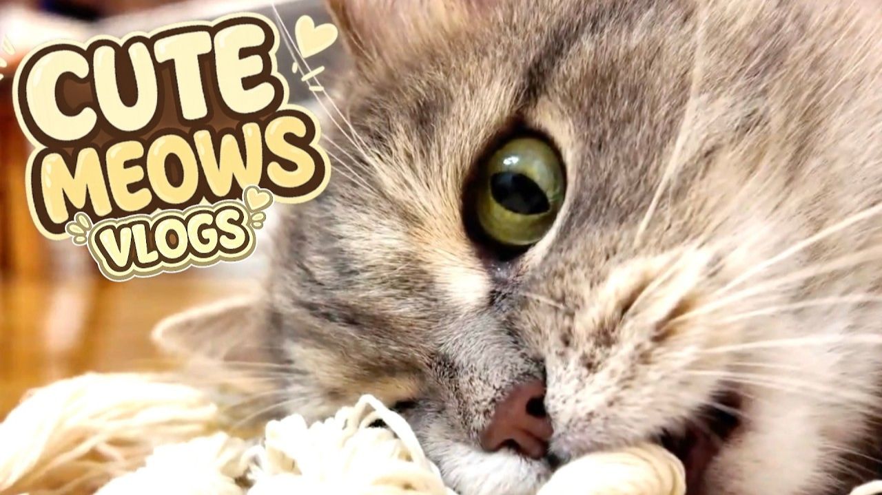 Истории милого кошачьего мяу 😺