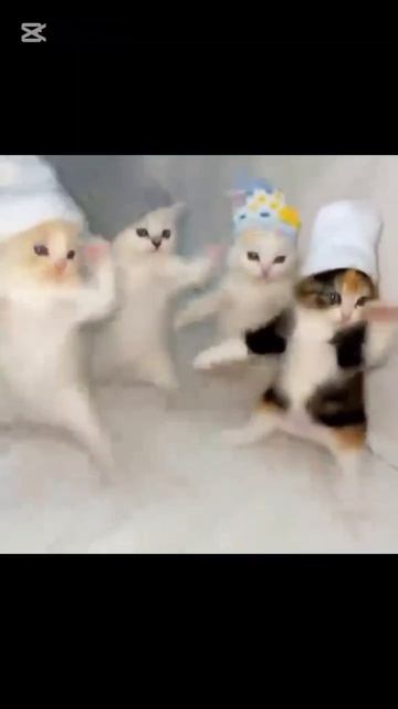 Котята❤️