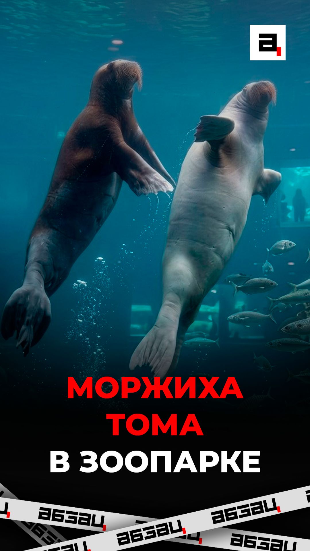 Моржиха Тома в зоопарке