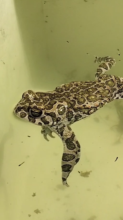 Зелёная жаба (Bufotes Viridis, или Bufo Viridis Laurenti)