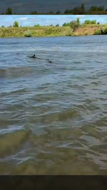 Опасная встреча! Моторная лодка и бревно.. /Ильин