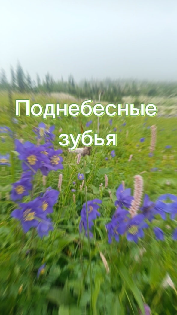Поднебесные зубья