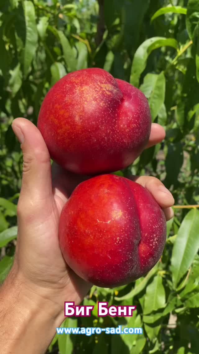 Нектарин Биг Бенг (вторая половина июля) Кубань 2026 #fruit #обзордачи #сад #садоводничество