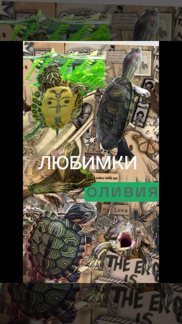 Любимки 
#green_tea #Оливия #Энси