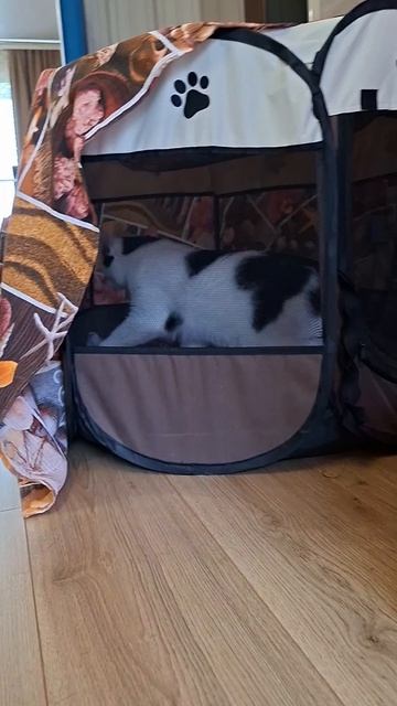 Покрывало на домике🏠🐈