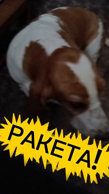 Бассет: НЕ ОТКАЖИТЕ БЕДНОМУ УШАСТИКУ! LIKE and ROCKET, 🚀PLEASE!!!