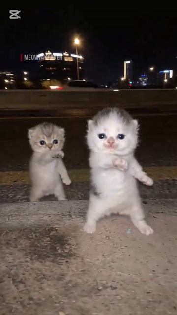 Котята танцуют 😂