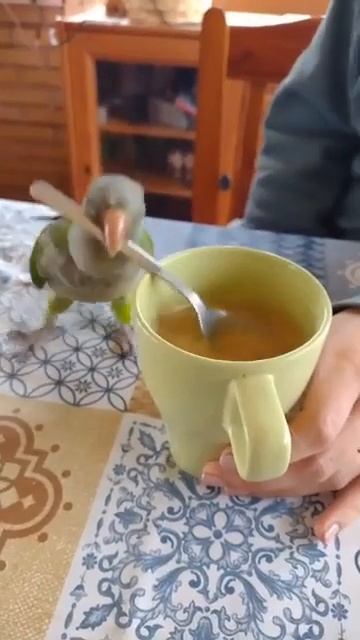 Познакомьтесь с моим попугаем, новым бариста! 😂