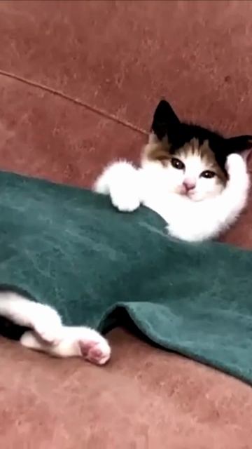 Заставка для видео Маленький котенок № 602