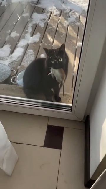 Видео от Tom and Сats / Кот на карте