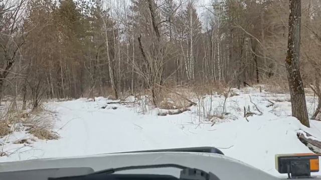 По зимниму Алтайскому лесу