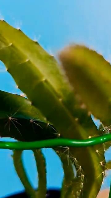 Посадил драгон фрукт и вот что выросло через 6 месяцев! #dragonfruit